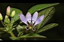 平伏莖白花菜-花00.JPG