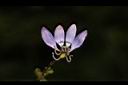 平伏莖白花菜-花02.JPG