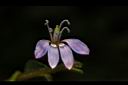 平伏莖白花菜-花05.JPG
