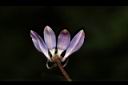 平伏莖白花菜-花06.JPG