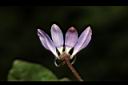 平伏莖白花菜-花07.JPG