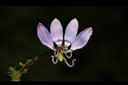 平伏莖白花菜-花08.JPG