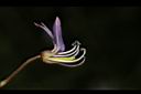 平伏莖白花菜-花蕊01.JPG
