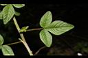 平伏莖白花菜-葉正02.JPG