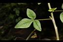 平伏莖白花菜-葉正03.JPG