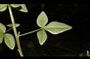 平伏莖白花菜-葉背01.JPG