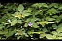平伏莖白花菜03.JPG