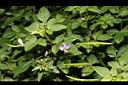 平伏莖白花菜04.JPG
