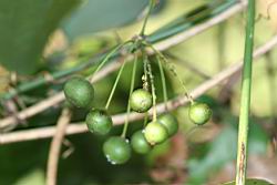 平柄菝契-實-毘02.JPG