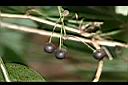 平柄菝契-實-毘07.jpg
