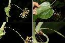 平柄菝契-花柄1.jpg