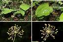 平柄菝契-雄花序1.jpg