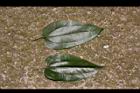 平柄菝契-葉10.JPG