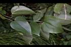 平柄菝契-葉14.JPG