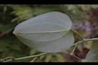 平柄菝契-葉背27.JPG