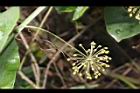 平柄菝契-雄花序08.JPG