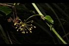 平柄菝契-雄花序13.JPG