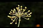 平柄菝契-雄花序26.JPG