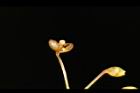 平柄菝契-雄花序40.JPG