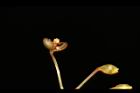 平柄菝契-雄花序41.JPG