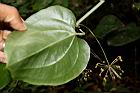 平柄菝契-雄花柄04.JPG