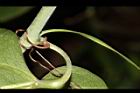 平柄菝契-雄花柄11.JPG