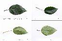 幹花榕-葉2.jpg