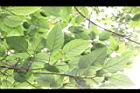 幹花榕-葉02.JPG