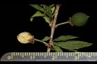 毛柱郁李-種子04.JPG