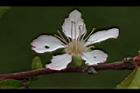 毛柱郁李-花18.JPG