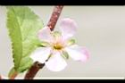 毛柱郁李-花27.JPG