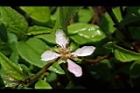 毛柱郁李-花35.JPG