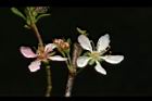 毛柱郁李-花41.JPG