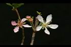毛柱郁李-花42.JPG