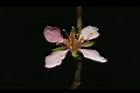 毛柱郁李-花44.JPG