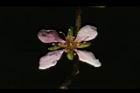 毛柱郁李-花45.JPG