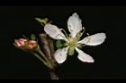 毛柱郁李-花47.JPG