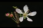 毛柱郁李-花48.JPG