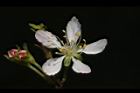 毛柱郁李-花49.JPG