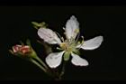 毛柱郁李-花50.JPG