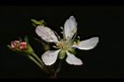 毛柱郁李-花51.JPG