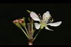 毛柱郁李-花52.JPG