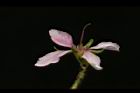 毛柱郁李-花柱10.JPG