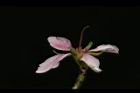 毛柱郁李-花柱11.JPG