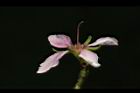 毛柱郁李-花柱12.JPG