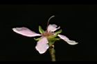 毛柱郁李-花柱13.JPG