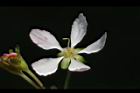 毛柱郁李-花柱16.JPG