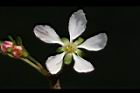毛柱郁李-花柱17.JPG