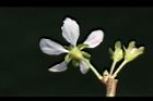 毛柱郁李-花柱21.JPG