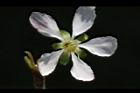 毛柱郁李-花柱26.JPG